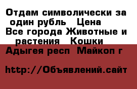 Отдам символически за один рубль › Цена ­ 1 - Все города Животные и растения » Кошки   . Адыгея респ.,Майкоп г.
